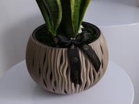 فازة نبتة النمر