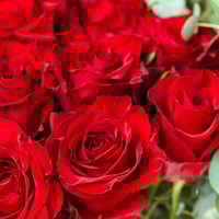 فازة نار بريئة