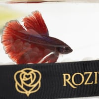 بوكس كرة السحر الأبيض