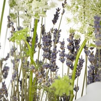 فازة همس الخزامى