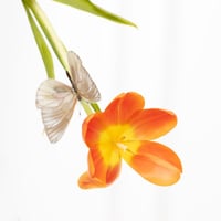 سلة التوليب الراقص