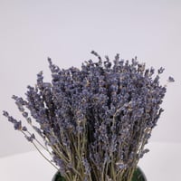 رائحة الافندر