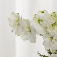 فازة روضة الفخار