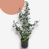 شجرة صناعية 69 سم AW11048