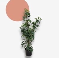 شجرة صناعية 91 سم AW11053