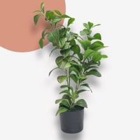 شجرة صناعية 64 سم AW11057