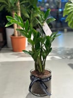 زاميا مع مركن زجاج