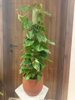 بوتس عامود هولندي 70 سم مع مركن سرميك