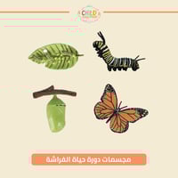مجسمات دورة حياة الفراشة