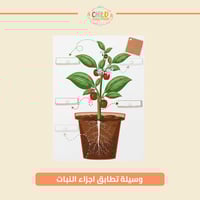 وسيلة تطابق اجزاء النبات