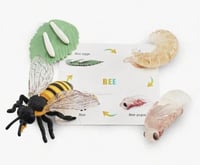 مجسمات دورة حياة النحلة