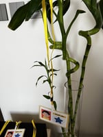 بطاقات التعزيز للأولاد