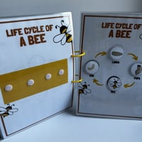 ملزمة دورة حياة الحيوانات بالإنجليزي