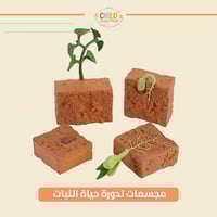 مجسمات لدورة حياة النبات