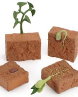 مجسمات لدورة حياة النبات