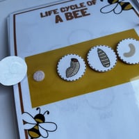 ملزمة دورة حياة الحيوانات بالإنجليزي