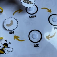 ملزمة دورة حياة الحيوانات بالإنجليزي