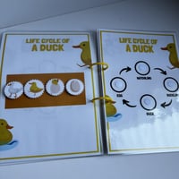 ملزمة دورة حياة الحيوانات بالإنجليزي