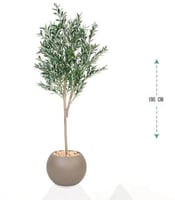 شجر زيتون حوض بلاستيك