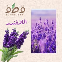 بذور اللافندر - الضرم البري