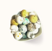 دراجيه مشروم بالشوكولاتة مشكلة