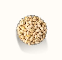 فستق امريكي ني