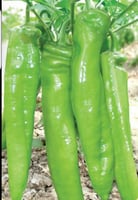 بذور فلفل انهايه 74