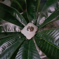 بروش انطلق نحو حلمك