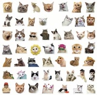 ملصقات القطط