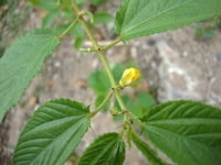بذور نبات الملوخية (Corchorus olitorius)