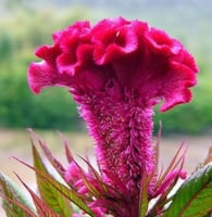 بذور زهرة سيلوزيا كريستاتا عرف الديك