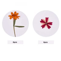 ورد مجفف مجموعة لون برتقالي رقم 14