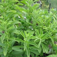 بذور ستيفيا بديل السكر