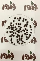 بذور طلح الفتنة ( Acacia farnesiana )