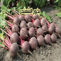 بذور الشمندر 10 بذرات