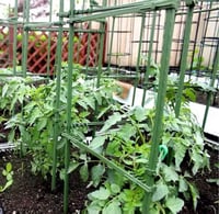 اعمدة عصا تثبيت للشتلات ( الطول 1.50 م) بالحبة