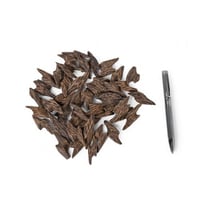 عود كمبودي محسن ملكي ( تايقر )