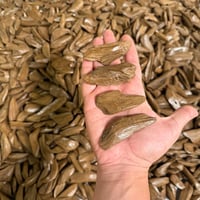 مروكي الديوان