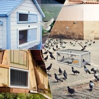 مصيده قفص دوارة بباب قلاب