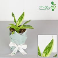 فيلوديندرون خوسيه بونو Philodendron Jose Buono