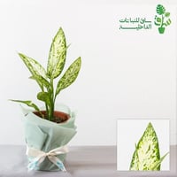 ديفنباخيا ايمي Dieffenbachia Amy