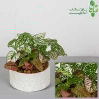 ثلاث نباتات هايبستوس مجهزة بمركن بنقش نجدي