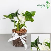 انتوريوم ابيض بمركن زجاجي مع ربطة فيونكة