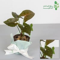 سنجونيوم بينك ماريا