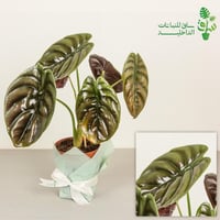 الوكاسيا كوبرا ريد السر الاحمر كبيرة ‏Alocasia cup...