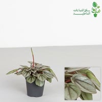 ببروميا سانتوريني صغيرة