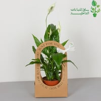 الاشرعة البيضاء سباتفليم مناسبة للإهداء بتغليف اسو...