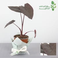 مجموعة 4 نباتات سهلة العناية تناسب المبتدئين