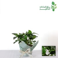 قاردينيا (ذات زهور عطرية جدا)