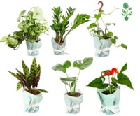 مجموعة 6 نباتات سهلة العناية